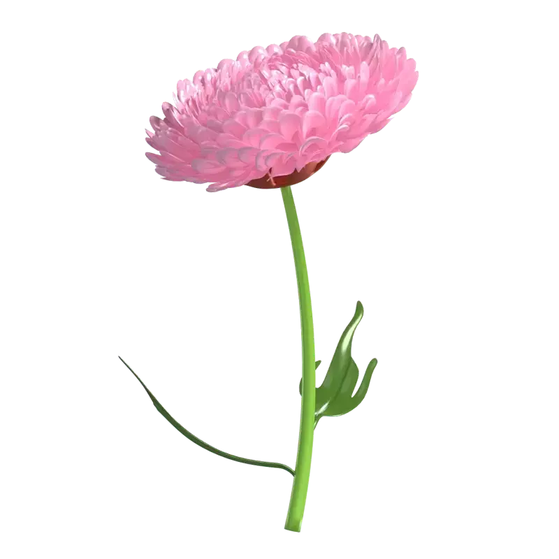 3D Chrysantheme Blume Modell Detaillierte Petal Arrangement 3D Graphic