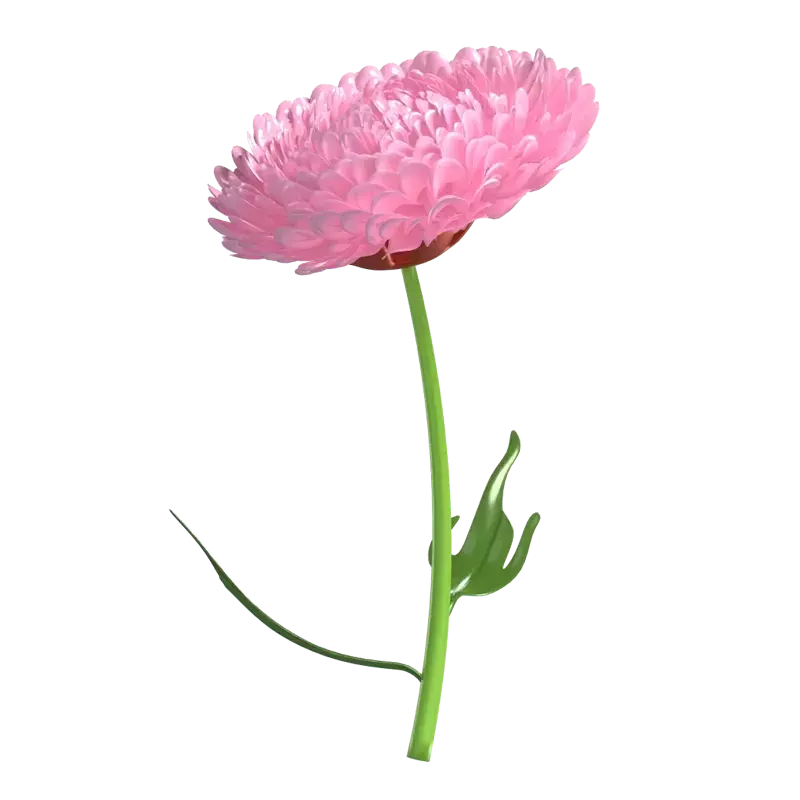 3D Chrysanthemum Flower Model Detailed Petal Arrangement 3D Graphic