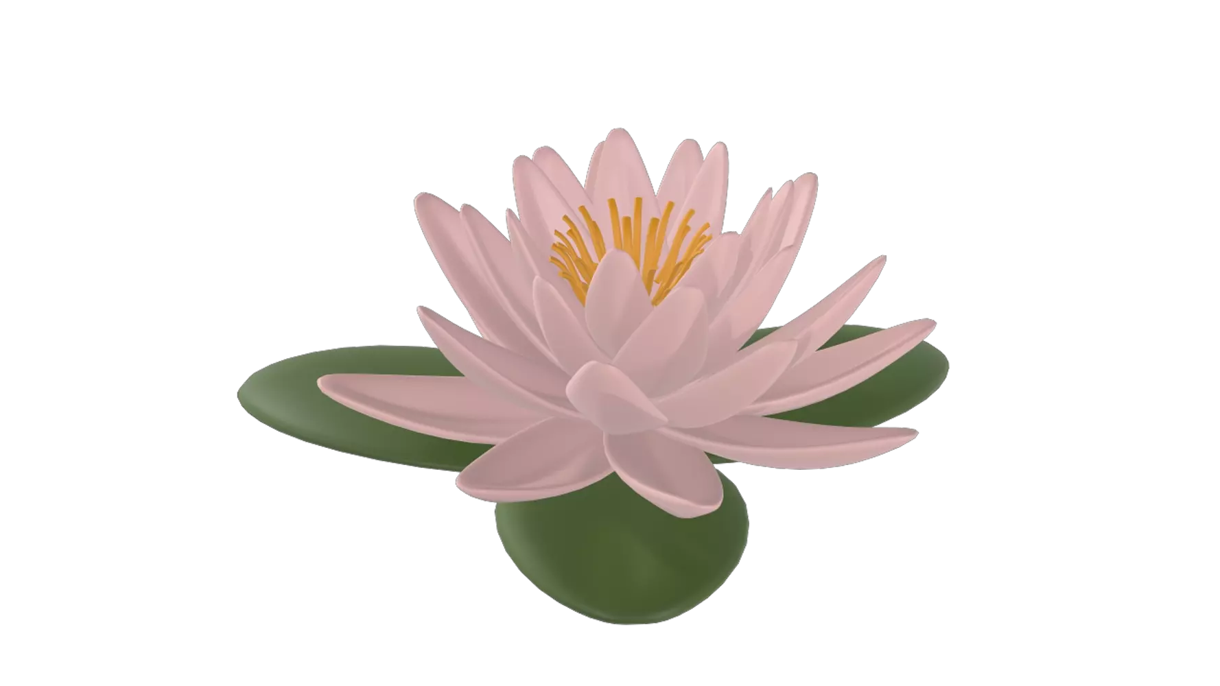 Water Lily 3D Graphic