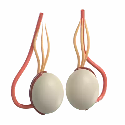 Testicles 3D Graphic