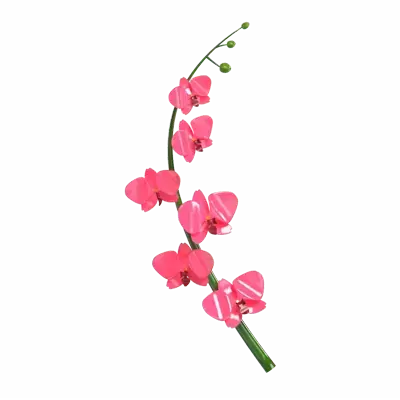 3D Orchidee Blume Modell Exquisite Petal Detail 3D Graphic