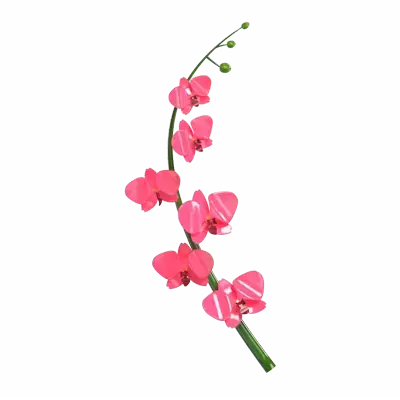 3D Orchid Flower Model Exquisite Petal Detail 3D Graphic