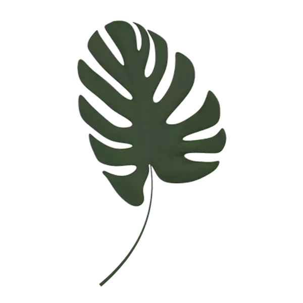 Monstera 3D Graphic