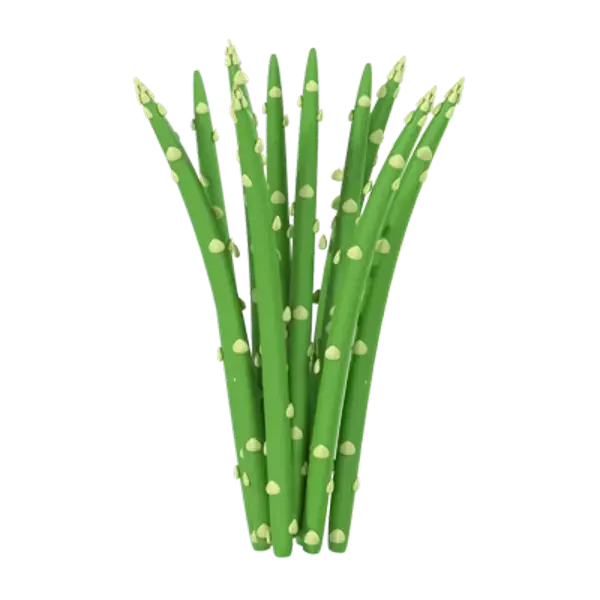 Asparagus 3d model--a0ce6f79-890d-4390-bbb1-18737e84709c