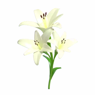 3D White Lily Flower Model Three Blossoms 3D Graphic