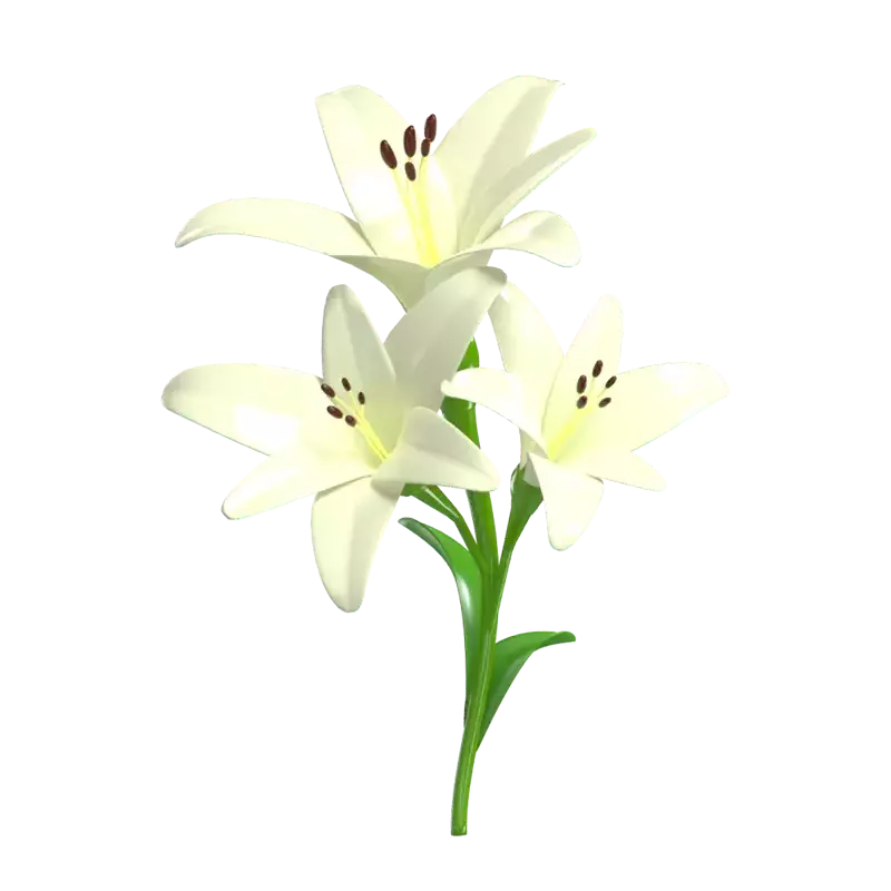 3D White Lily Flower Model Three Blossoms 3D Graphic